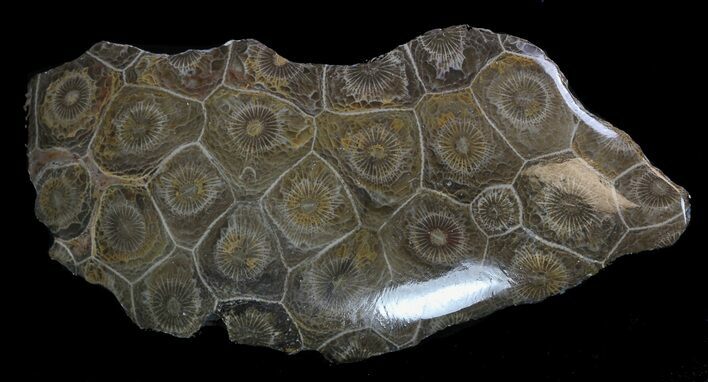 Polished Fossil Coral (Actinocyathus) - Morocco #35339